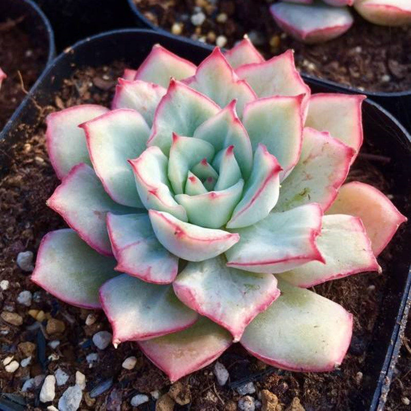 多肉故事馆/多肉植物【织锦】品相已出 奇趣植物/吸甲醛/多肉盆栽_7折