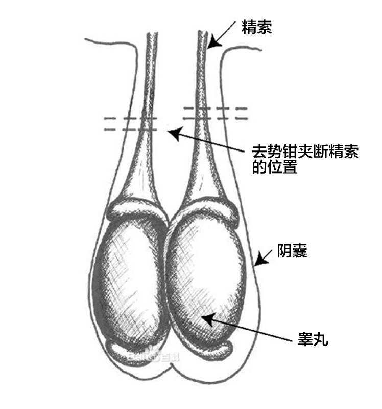 公羊无血不锈钢去势钳 煽羊钳阉羊钳碳钢羊去势钳阉割钳夹蛋钳_双氙