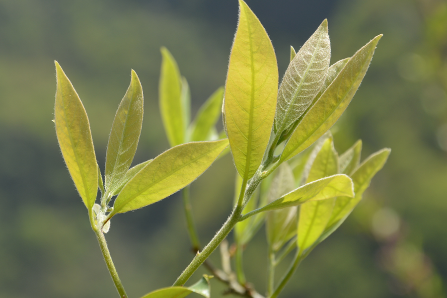重庆特产巫溪野生老鹰茶叶500g 老荫茶红白茶2017年新