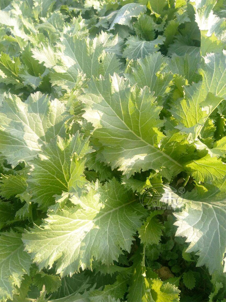 香芥菜种子种籽孑盆栽四季蔬菜大叶小青菜春秋香叶饺子菜种广东
