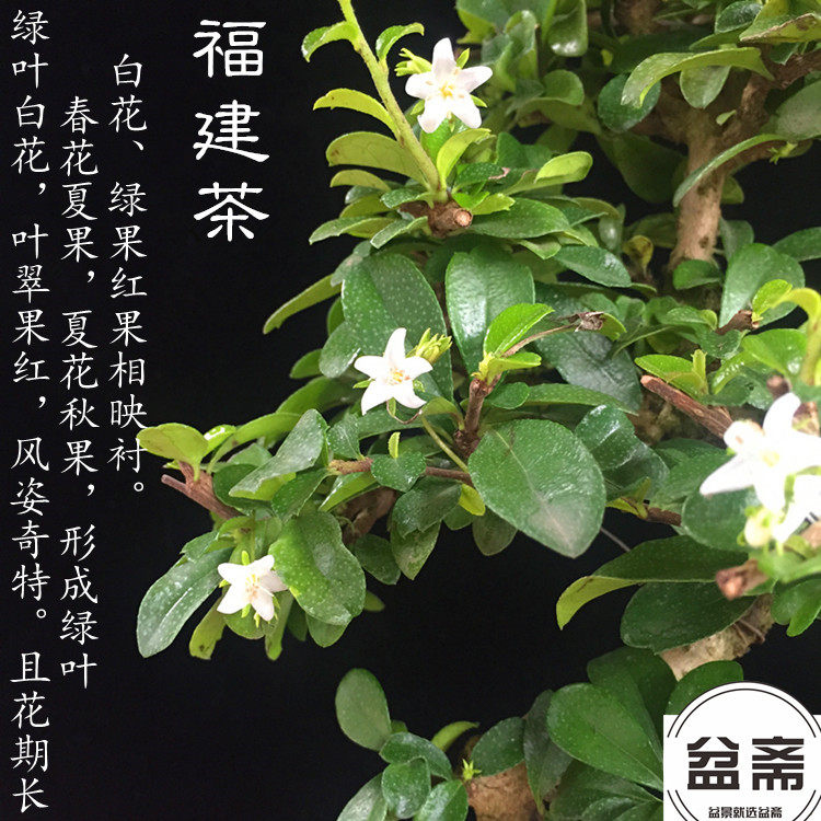 盆景植物造型 福建茶小叶雀梅白蜡榆树老桩树桩四季常青开花结果