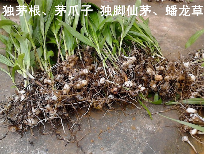 新鲜仙茅怎么吃用