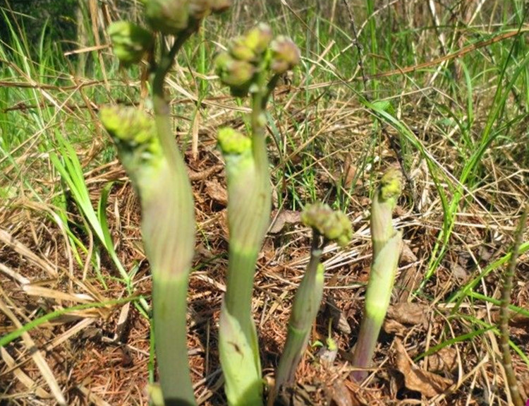 野生猫爪子菜 东北特产展枝唐松草山野菜种子种苗盆栽四季易活