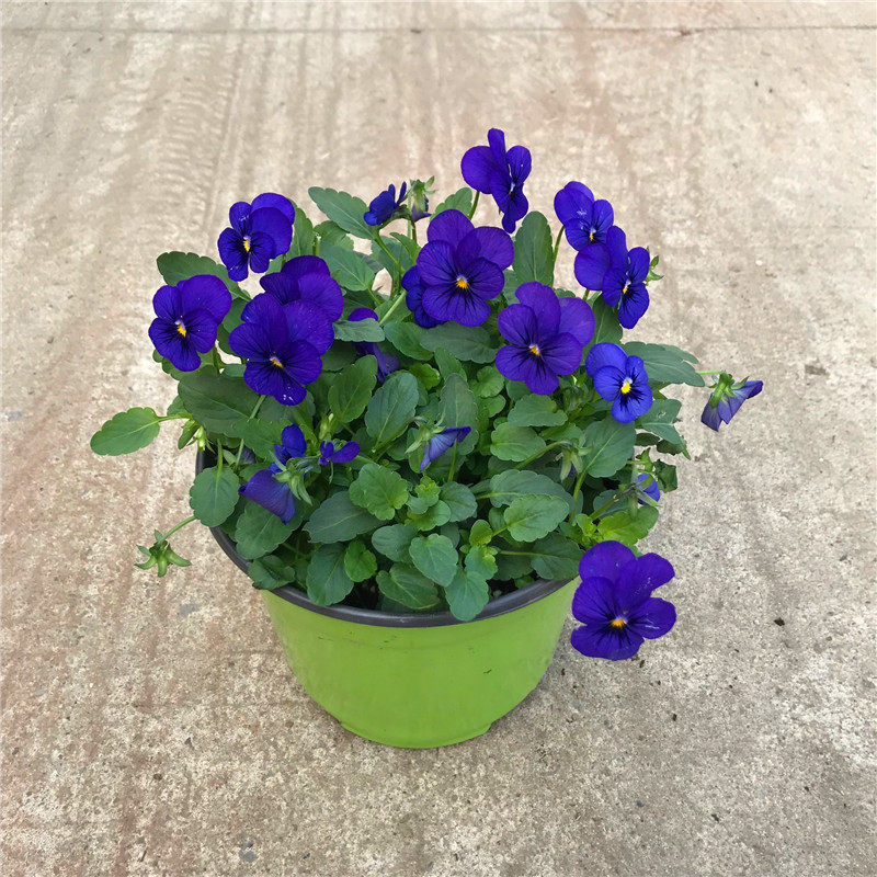 小兔子角堇盆栽三色堇角堇冬季阳台庭院耐寒盆栽植物带花发货包邮