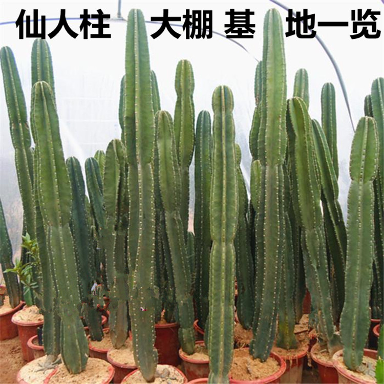 仙人柱量天尺仙人掌天轮柱室内盆栽植物抗防辐射将军柱龙骨