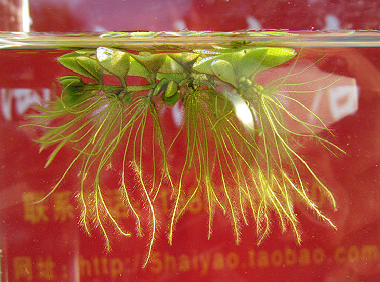 1元10叶槐叶萍水族箱造景净化水质鱼缸装饰活体水草植物浮萍造景_双氙