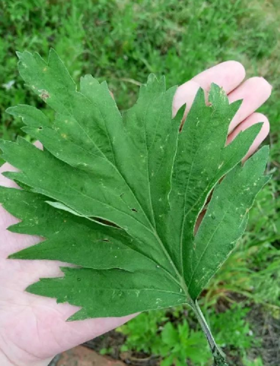 红花蕲艾饼-蕲春艾叶红花饼--红花艾叶饼--泡脚泡澡沐浴沐足
