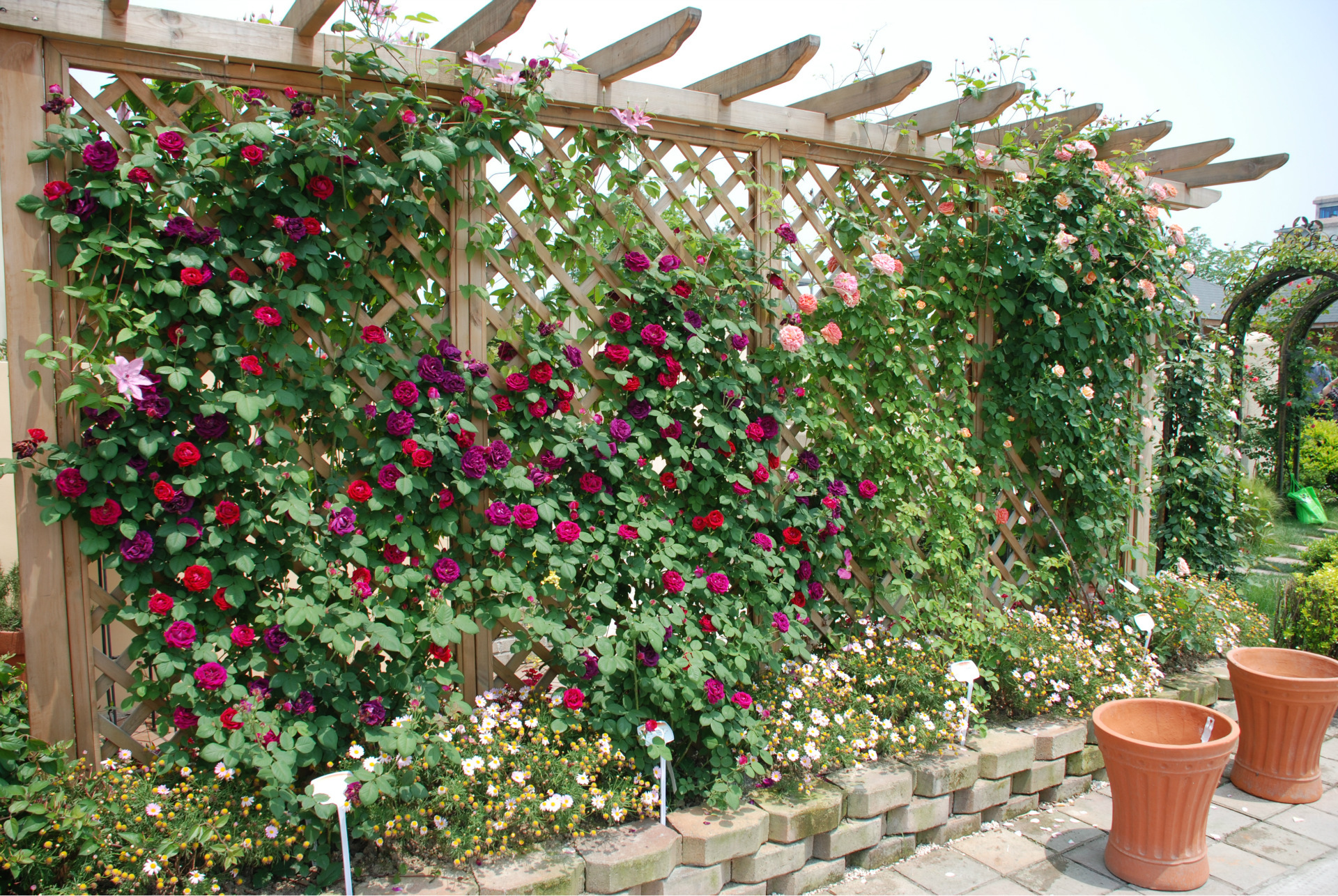 想要打造一面月季花墙吗?选对品种是关键