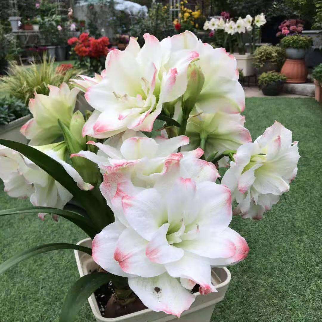 朱顶红糖果黛丝花尖带红晕花朵硕大