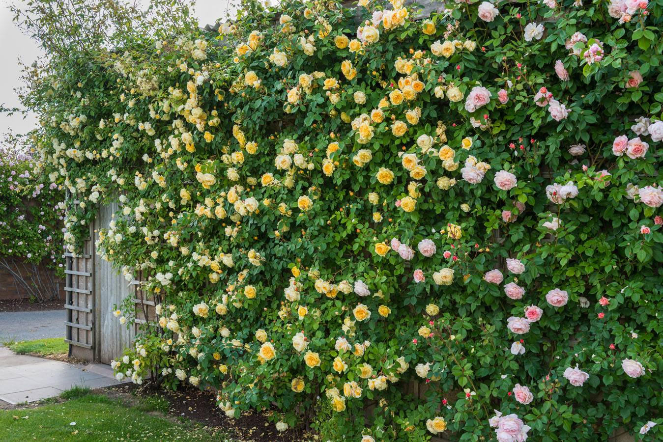想要打造一面月季花墙吗?选对品种是关键