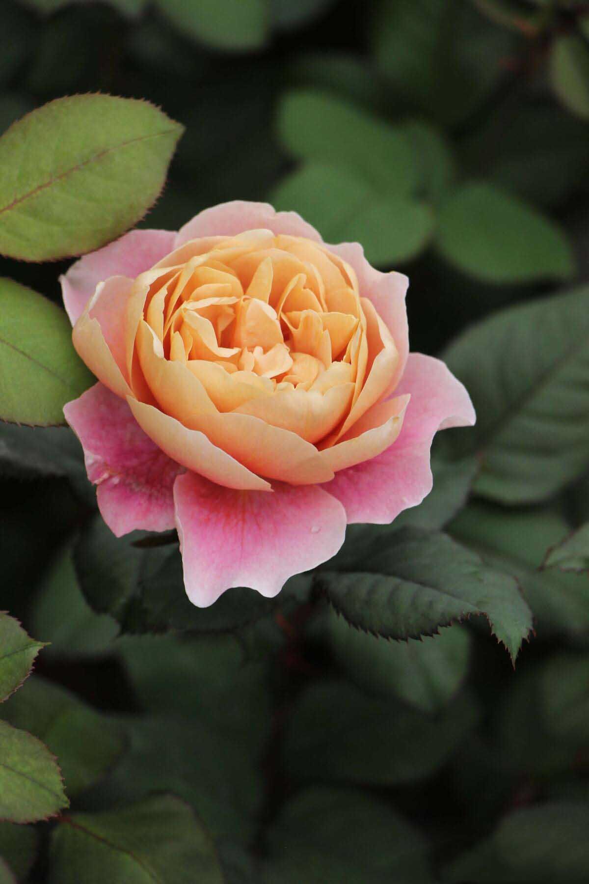 爬藤植物是一个非常有个性并富有魅力的品种,被誉为法国月季的绝品