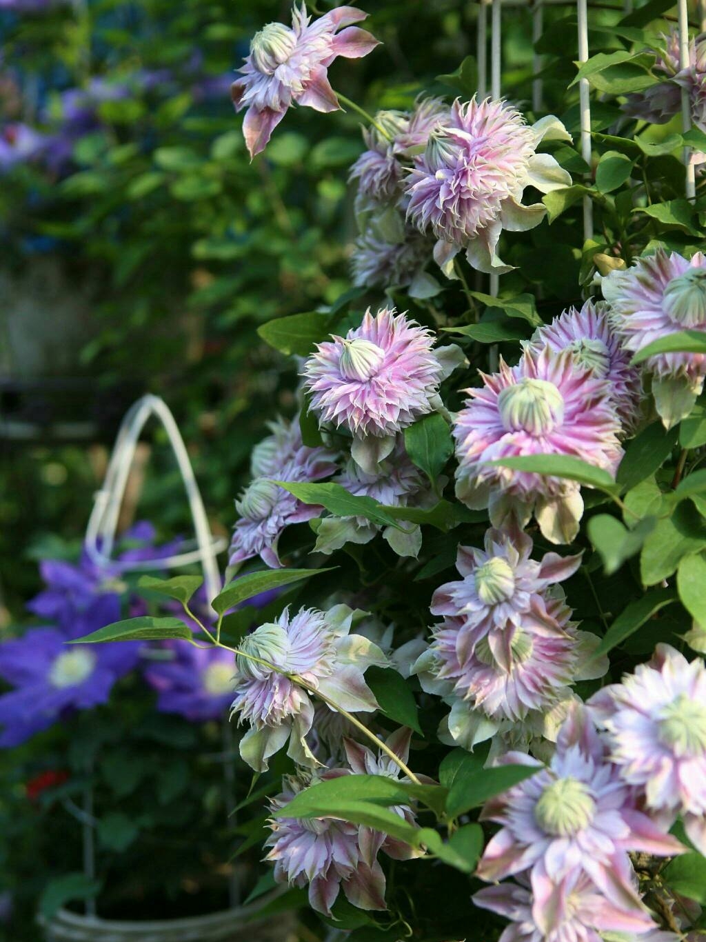 铁线莲"约瑟芬"大花重瓣,粉色梦幻系