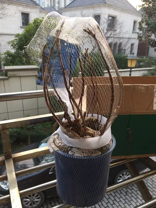 惠惠谈养花|绣球美爆了,冬天入手好不好23