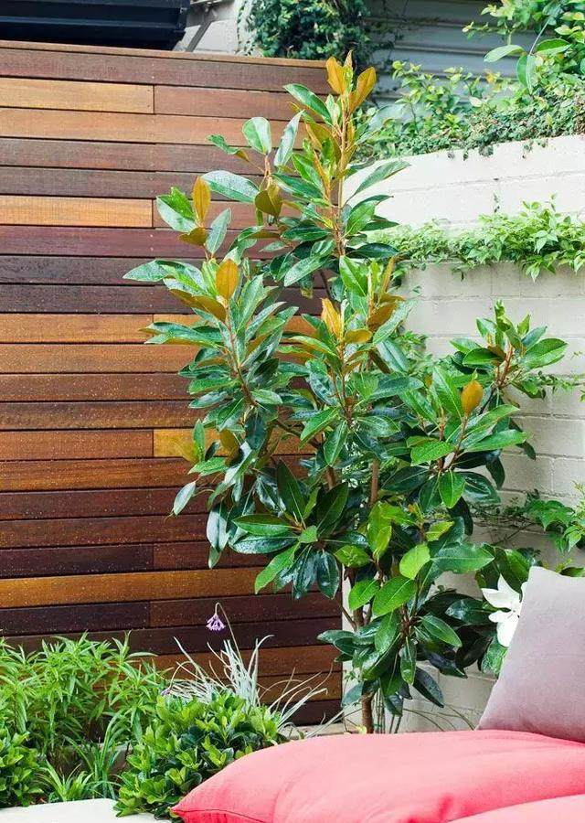 屋顶露台上种这些植物时尚又美观