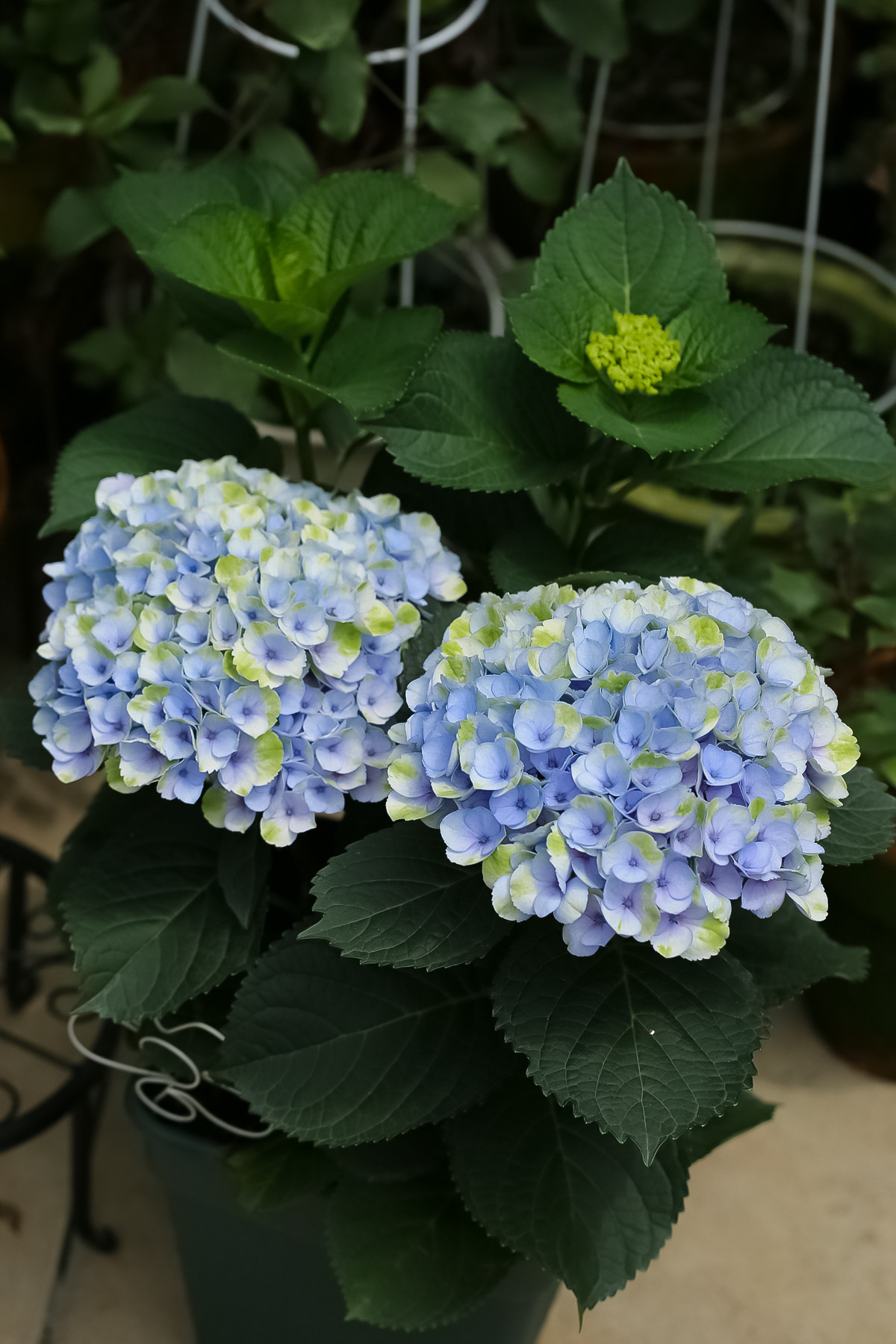 花园植物魔幻系列绣球盘点超适合盆栽