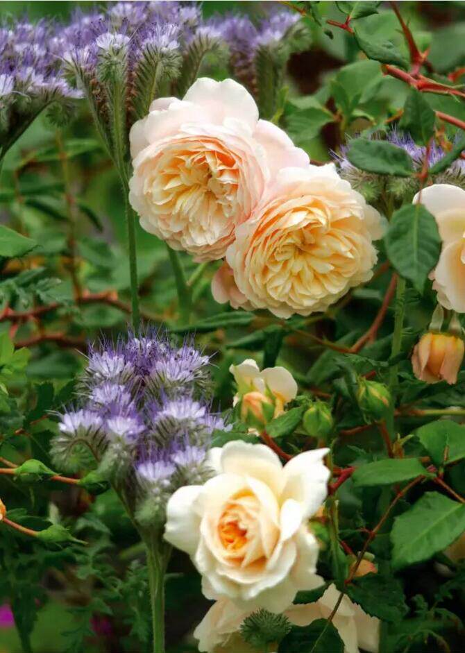 走进月季的神奇芬芳世界,选出你最想闻的