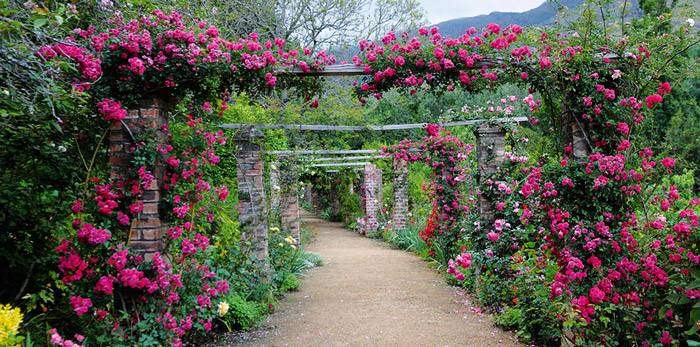 花园攀援植物选择唯有这20种最是漂亮