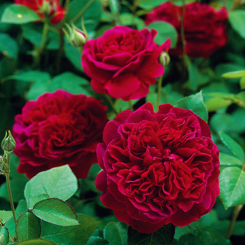 鲜艳妩媚的红色月季,庭园中最是耀眼夺目