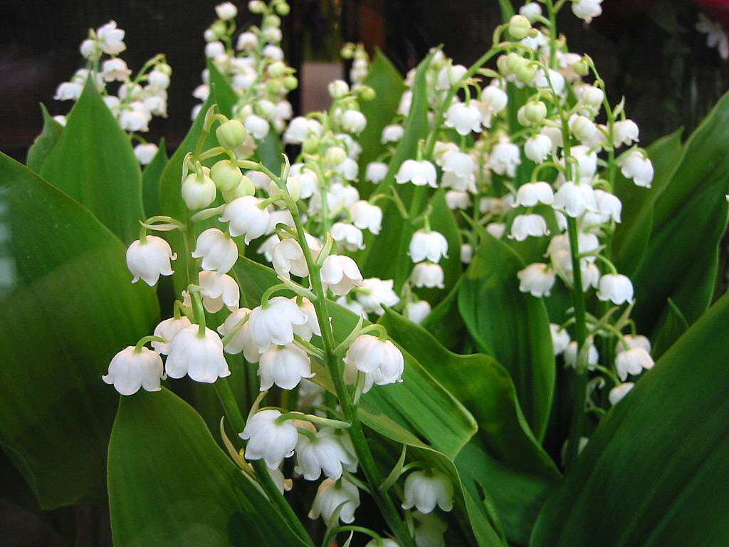 【铃兰】  铃兰在风中飞舞时犹如下雪一般,被草原的人称银白色天堂