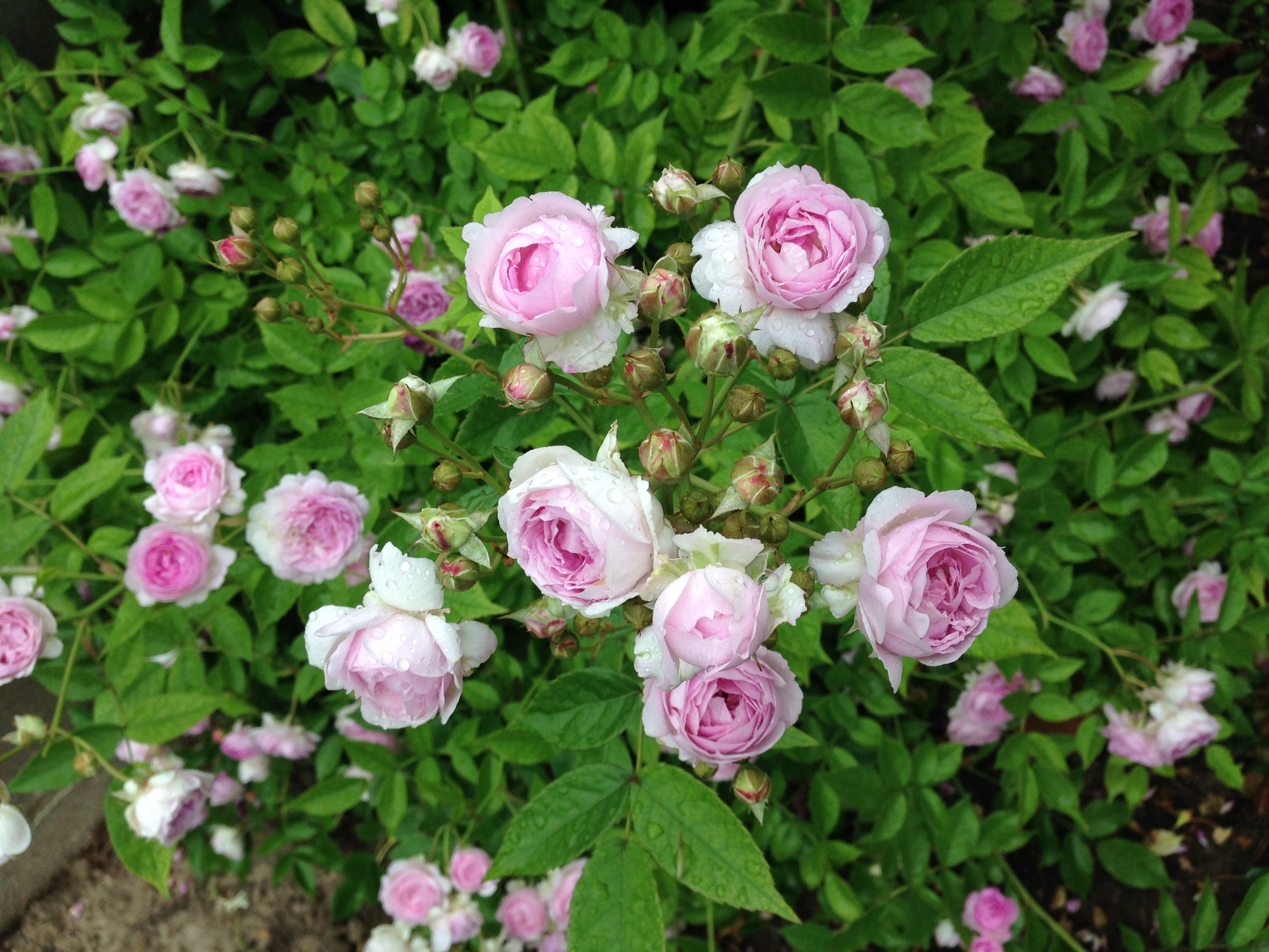 微型月季:小巧玲珑 月季里精致美人!