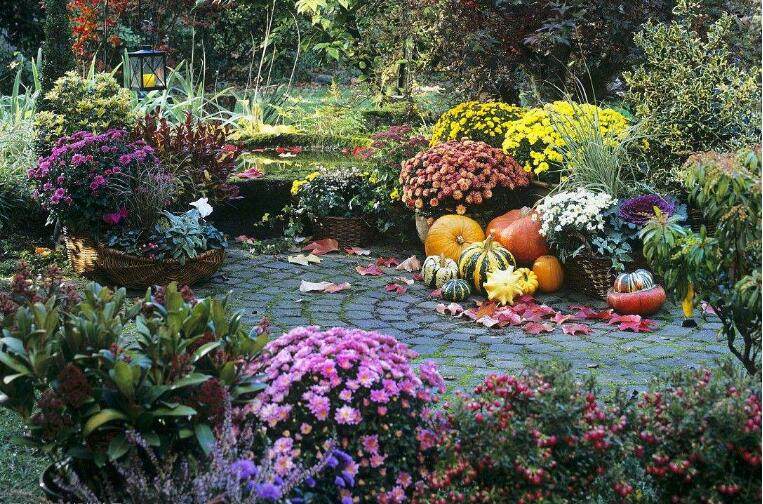 花园里那色彩丰富的植物们非常适合新手