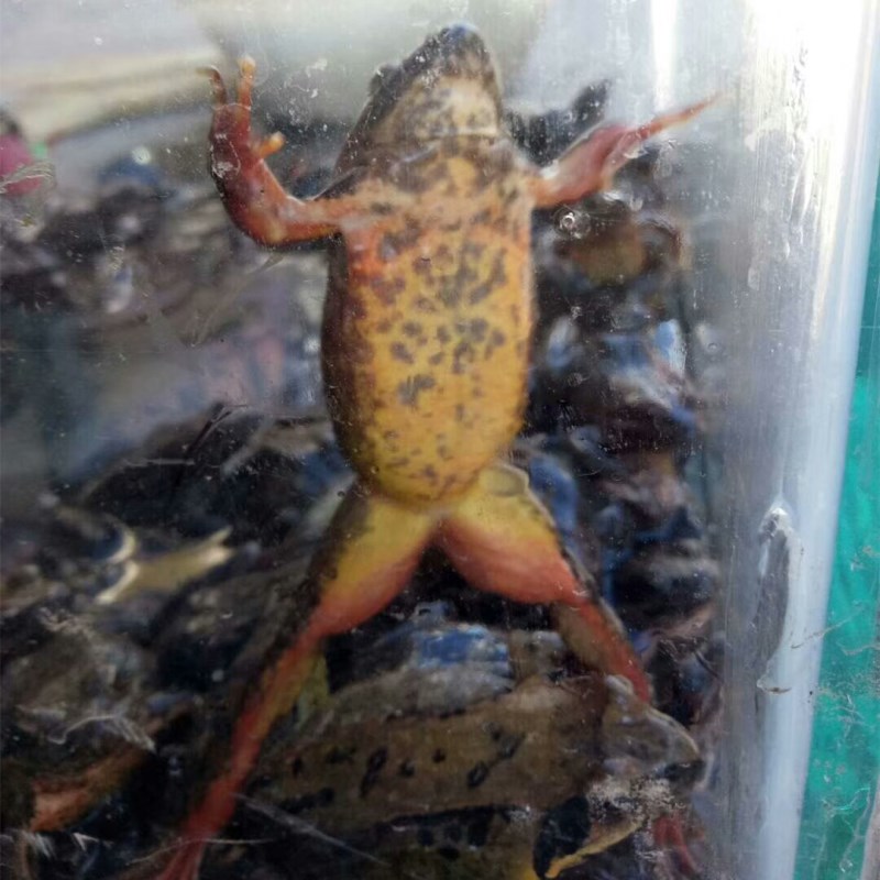 东北林蛙辽宁桓仁活体林蛙特大10个一斤母豹子母蛤蟆顺丰包邮_7折现价