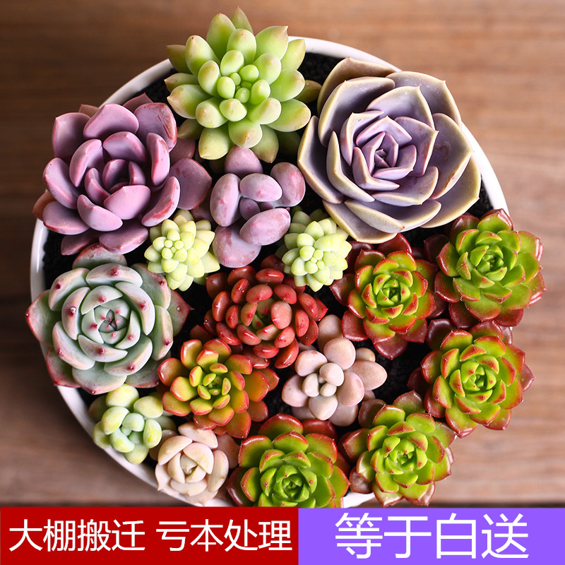 多肉植物办公桌面盆栽美尻 新手套装肉肉组合 双子座 艾伦 巧克力_9折