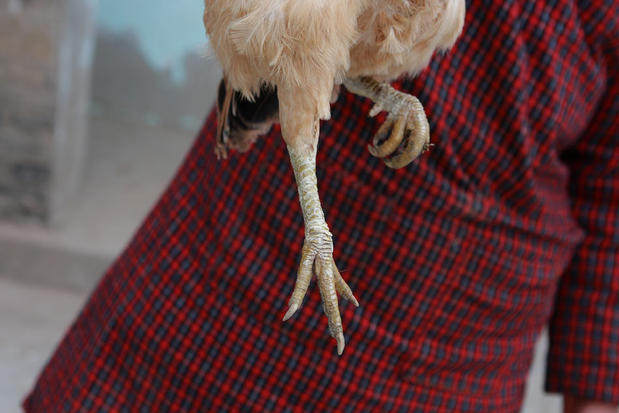 3年散养土鸡苏北农家散养老母鸡草鸡柴鸡散养鸡农家自养笨鸡