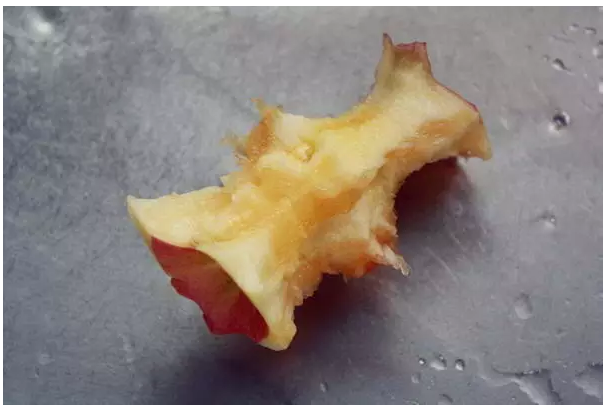 破开果核,抠出种子