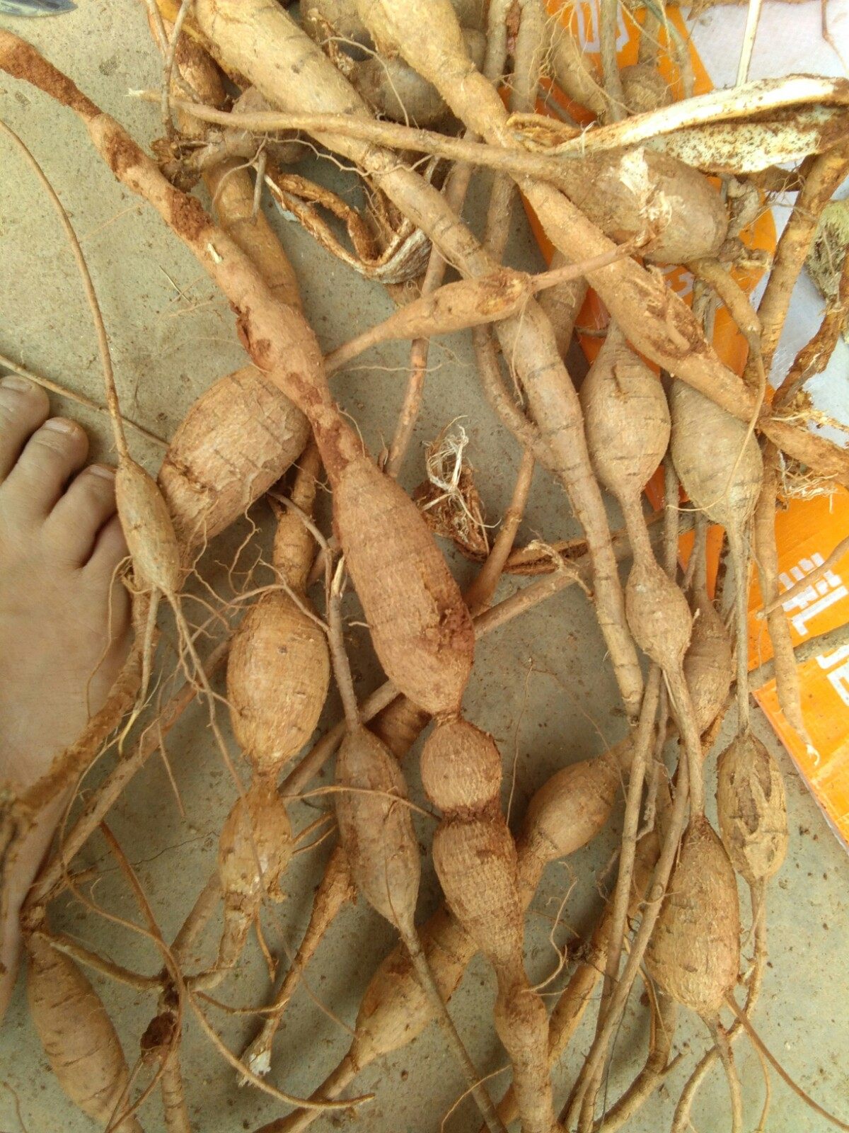 牛大力薯500g野生 新鲜 正宗野生黄皮薯 非黑皮牛 只卖野生识货人_不