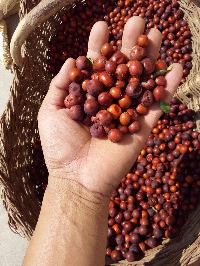 孕妇零食山西省吕梁临县黄河山坡野生酸枣果实粒特酸特价一斤包邮