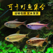 Gold Cocker Light Fish Red Moon Cocked Red Lip Cocked Lipstick With Neon Monarch Lamp Living Straw Cylinder Tropical Fish Lamp Corpoon