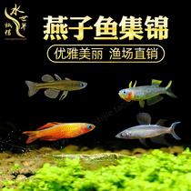 Neon Swallow Fish Lamp Corfish Oatmeal Mermaid Pearl Swallow Pearl Fish Orange Pearl Swallow Seven Colorful Rice Paddies Fish