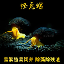 Su Luo Yellow spit snail Orange rabbit snail Orange Rabbit snail Ornamental snail Orange Rabbit snail Sulawesi Snail Starry snail Living body