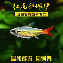 Red-tailed Coppey green South American Fish Cofit Rare High-end Lamp Cofish Grass Cylinder Group Tours Neon Fish Live