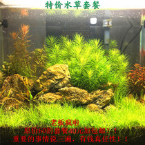 Water Grass Junior Player Suit Suitable for New Hand Water Grass Post-foreground Water Grass Package Ornamental Tropical Fish Tank