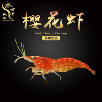 Cherry Blossom Shrimp Living Apart Algae Shrimp Tools Shrimp Polar Fire Shrimp Tiger Grain Shrimp Bee Shrimp Black Shell Shrimp Grilled Shrimp Yellow Rice Shrimp