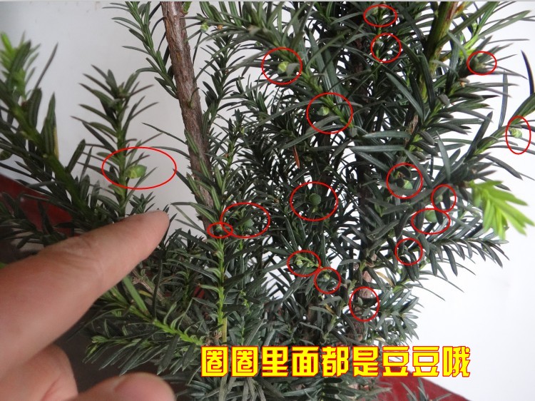 绿达盆栽hdsdaiguo