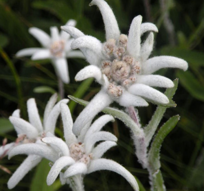 日本乐敦 episteme嫒碧知 抗老弹力集中修护精华8ml*4支