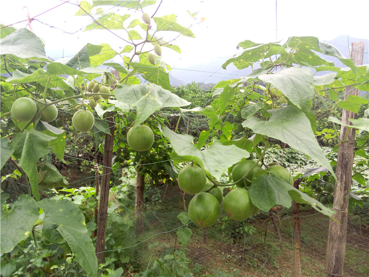 罗汉果茶包邮特级大果广西桂林永福特产批发传统干果散装独立包装