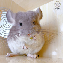 Real Body Shop Home Breeding Nets Red Pet Dragon Cat Living Things Small Cub Silver Spotted Dragon Cat Living Silver Spotted to Carry Cage