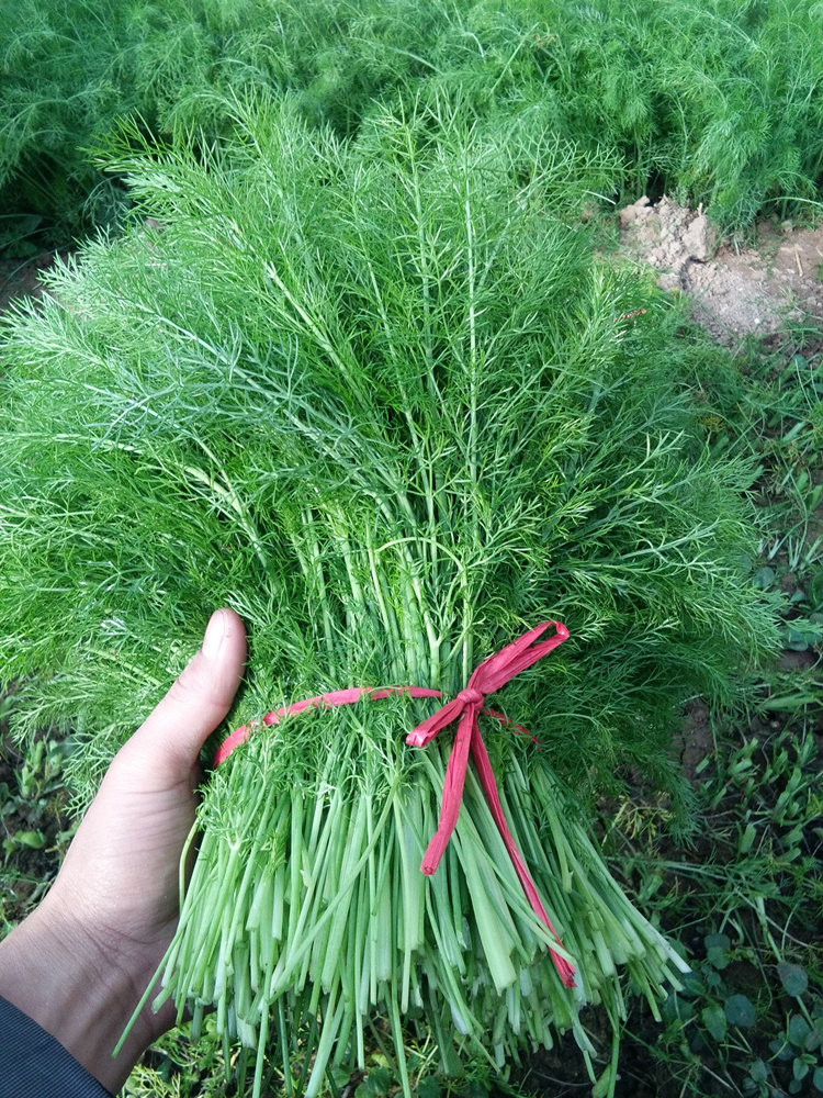 4斤山东农家头茬新鲜茴香菜露天天然小茴香苗有机茴香