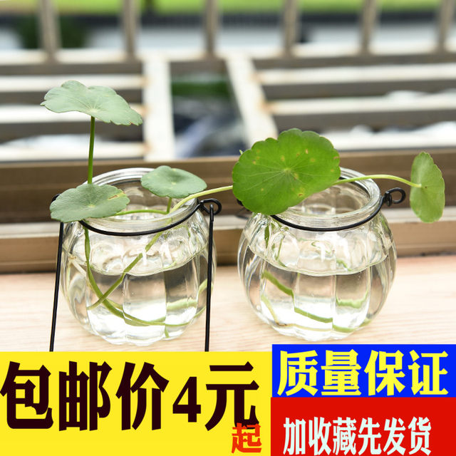Hanging transparent glass bottle vase small pumpkin simple hydroponic flower home decoration indoor gardening bottle Hanging transparent glass bottle vase small pumpkin simple hydroponic flower home decoration indoor gardening bottle