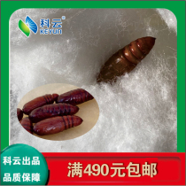 (Keyun)Twill armyworm pupa 24 spot experimental research and teaching Male and female experimental insect specimen production