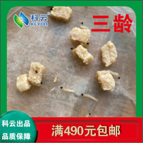 Corn borer larvae 2-5 years old Experimental teaching Bioassay medicinal test Insects from 50 heads