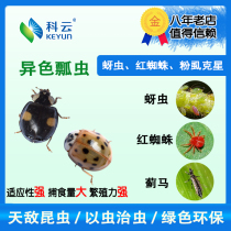 Heterochromatic ladybug adult egg card larva live insect biological control aphid flower fleshy potted vegetable pest