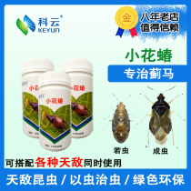 East Asian small flower bug Predatory natural enemy Thrips Whitefly Aphids Lepidoptera pests Egg grass greedy armyworm