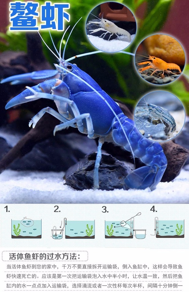 品牌:俊斯水族 品种:其他 水域:淡水 颜色分类:双带鳌虾(4-5cm) 白玉