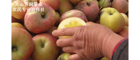 阿克苏果园直发正宗冰糖心红富士新鲜水果新疆特产冰糖心苹果