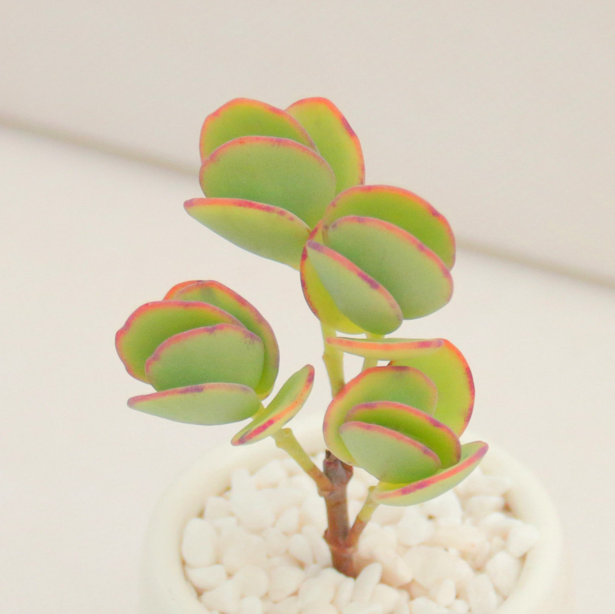 白姬之舞小群多肉泊心园多头群生果冻色景天科美观特价多肉植物